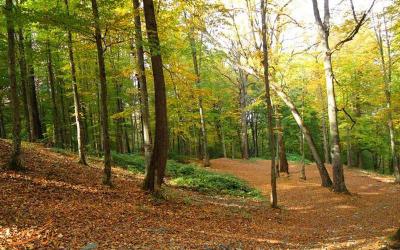 آرامش حیات وحش در گرو خروج جاده از پارک ملی گلستان