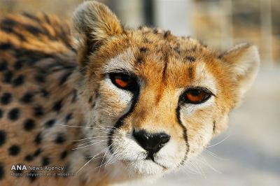 به بهانه 9 شهریور؛ روز ملی یوزپلنگ ایرانی
