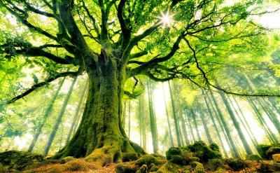 درخت کهنسال و جنگل کهنسال به چه می گوییم؟
