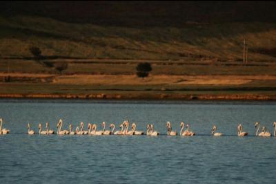 تالاب آق گل