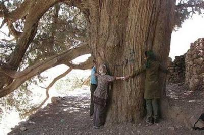 سرو زربین سنگان