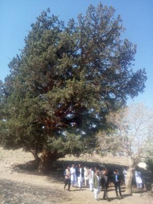 سرو دهپابید