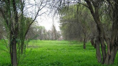 پارک جنگلی چاهکوتاه