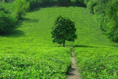 باغ عباس آباد آستارا