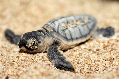 ساحل لاک پشت های قشم