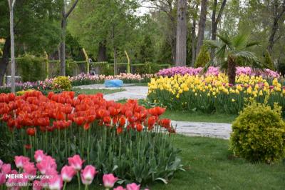 جشنواره گل لاله اراک در بهار 1400 و در پیک چهارم کرونا آغاز به کار کرد!