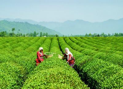 انواع چای در ایران