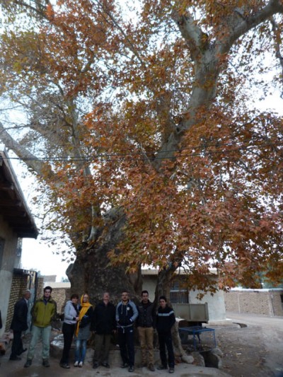 چنار کهنسال آلتین کش