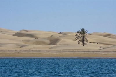 تک درخت نخل سربریده درک جایگزین می شود!