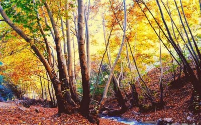 تنگ گنجه ای