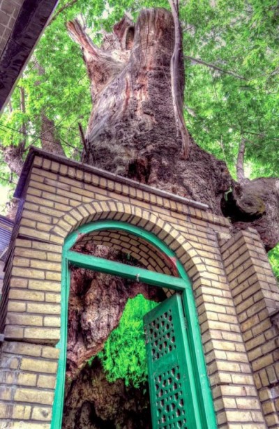 چنار هزار ساله برغان