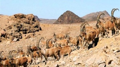 پارک ملی کلاه قاضی