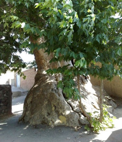 چنار 1500 ساله ولیان