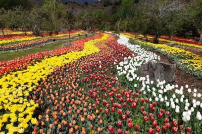 برپایی جشنواره بزرگ گل لاله مشهد در بهار 1403